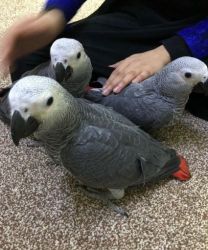 Interesting African Grey Babies Looking for new home