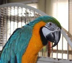 Hand tamed Blue and Gold Macaw parrot