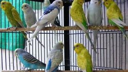 Parrots for sale/buy parrot eggs - http://xxxxxxxxxxxxxxxx.xxx