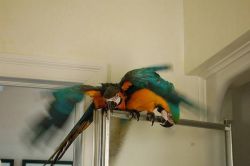 Male and female macaw parrots