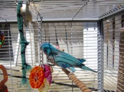 Outstanding Parrot for Adoption