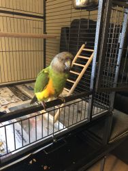 Rehoming Beautiful Senegal Parrot With New Cage