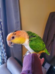 White Bellied Caique