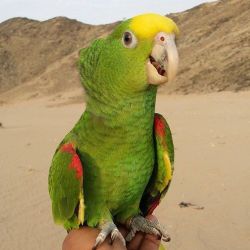 Amazone parrots for sale