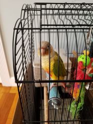 Bird, parrot, bird cage