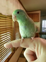 Cute Parrotlet Needs a good Home