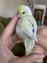 Tame & sweet 1.5 year old male parrotlet needs new loving home