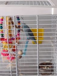 Beautiful 2 year old parrolet with cage