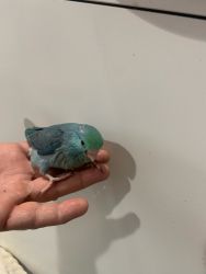 Baby Parrolette needs a new home.