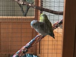 Couple of pacific parrotlets for sale