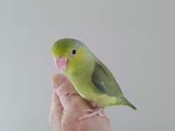 Green, female parrotlet chick ready for adoption