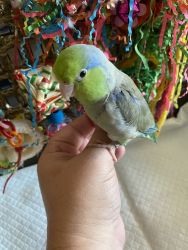 Parrotlet - Male - 1.5 yrs old - Southern California Pick Up
