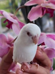 Sweet Albino Parrotlet looking for wonderful home