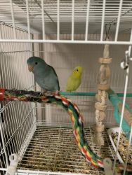 Parrotlet pair