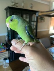 Green Male Parrotlet