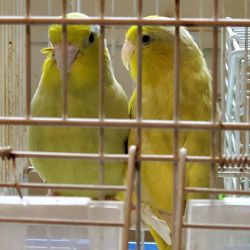 4 bonded pairs of Parrotlets