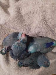 Baby parrotlets
