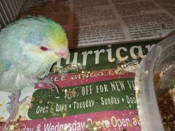 Pied parrotlet male Ruby red eye baby