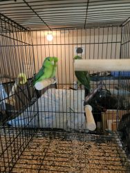Male Green Parrotlets for sale!!