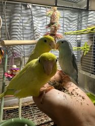Tame & Handfed Parrotlet