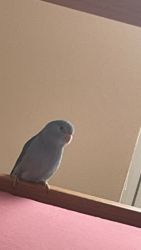 Parrotlet for rehome