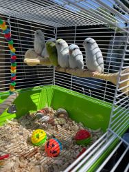 Hand Fed Parrotlet Babies!