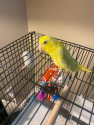 2 Parrotlets for sale white and yellow