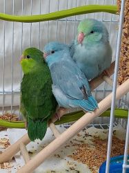 Parrotlet for Adoption - pied, green, male