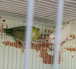 Parrotlet mutations for sale pair or single