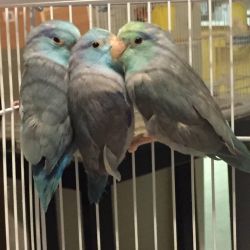 3 male parrotlets for sale;