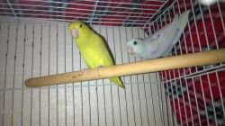 Parrotlets/ Parrotlet for Sale