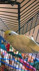 Dilute Turquoise Parrotlet for Sale