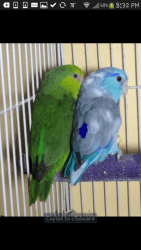 Trade 2 proven pairs of Parrotlets for a caique!!