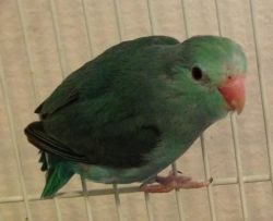 Baby Turquoise Parrotlets/ Parrotlet