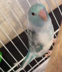 Baby Heavily Blue Pied Parrotlet