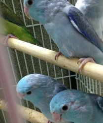Blue Parrotlets/ Parrotlet