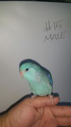 Blue Parrotlets 8-9 weeks old