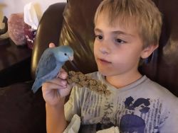 Blue Baby Parrotlet - $224 - Free Shipping