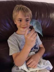 Sweet Baby Parrotlet - $274 - Free Delivery