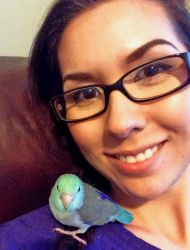 Beautiful Turquoise Parrotlet - $149