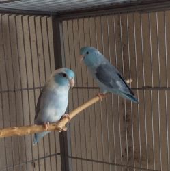 Baby blue pied and Fallow Parrotlets