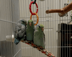 Three Parrotlets for sale