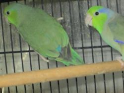 100%parrotlet breeder pair for sale