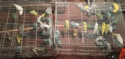 Parrotlet young breeders for sales
