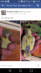 parrotlets