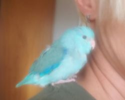 VERY TAME hand fed parrotlet baby