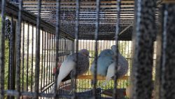 Breeding pair of parrotlets