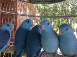 blue parrotlet