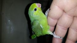 Handfed parrotlet