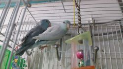 Parrotlets for sale